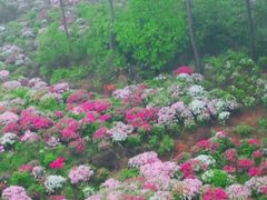 -南山植物园