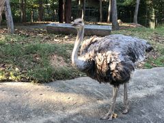 -清迈夜间动物园