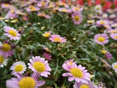 -火车头法国西餐厅