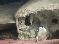 -海合安武汉极地海洋公园