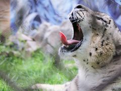 -青藏高原野生动物园