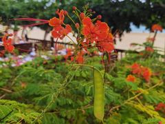 -亚龙湾红树林度假酒店-韩轩韩餐厅