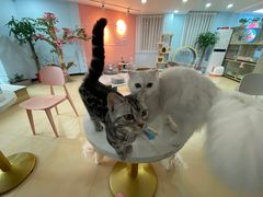 -喵宠乐园·撸猫互动·猫舍