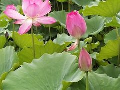 -莲花池公园