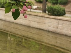 -海棠花溪(元大都城垣遗址公园)