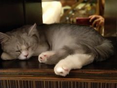 -more than meow吴止猫主题餐厅(承德 中船汇店)