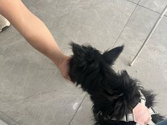 -中农国际动物医院24小时·猫科·骨科·急重症中心