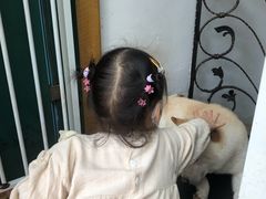 -喜柴咖啡·柴犬狗咖