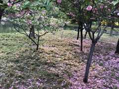 -石家庄市植物园