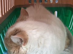 -四月宠物医院·猫专科·心脏专科·内科(转塘店)
