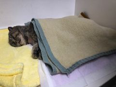 -关爱宠物医院·猫科中心·消化科(滨湖万达分院)