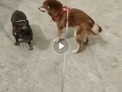 -波姐宠物家庭寄养
