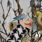 95元带宝宝看一看可爱的动物