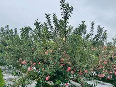 -泰生小镇旅游景区