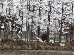 -上海长兴岛郊野公园