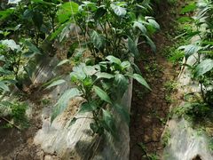 -万源龙顺度假庄园生态观光园