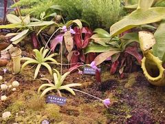 -中国科学院西双版纳热带植物园