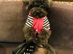 -北京丽亭华苑酒店