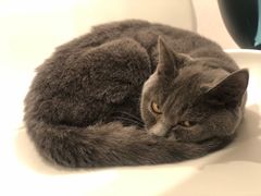 -飞行喵MR PILOT|猫舍·猫咖(静安大融城店)