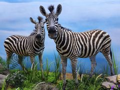 -西霞口神雕山野生动物世界