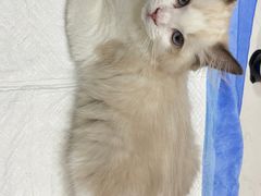 -pd派德宠物中心医院24H急重症·眼科中心·血液透析中心(嵩山北路店)