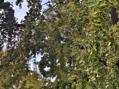 -三里屯东五街银杏大道