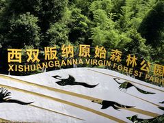 -西双版纳原始森林公园