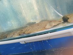 -四海蒸鲜蒸汽海鲜自助(北戴河店)