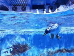 -芜湖新华联大白鲸海洋公园