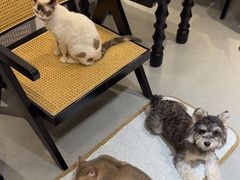 -琪喵猫屋·撸猫猫咖·猫舍