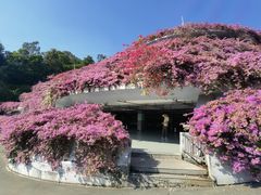 -深圳仙湖植物园