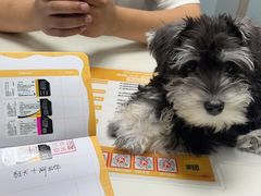 -伟伟宠物医院·CT影像中心·瑞派犬猫综合性门诊(汉口总院)