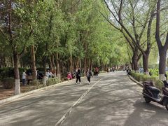 -丁香湖公园