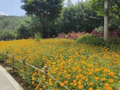 -顺峰山公园