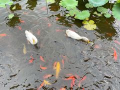 -龙头寺公园
