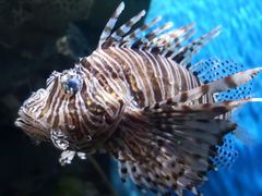 -暹罗海洋世界