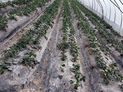 -喜杨洋草莓采摘园