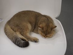 -飞行喵MR PILOT|猫舍·猫咖(静安大融城店)