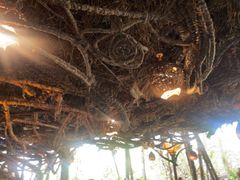 -奥兰多迪士尼动物王国乐园