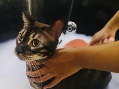 -1013 PET SHOP精品宠物商店(丁香店)