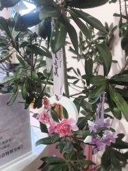 -北京嘉里大酒店·宴会厅婚宴·户外婚礼·生日宴