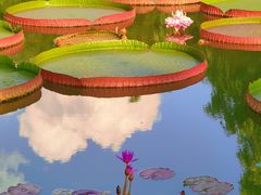 -国家植物园南园