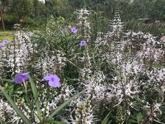 -广西壮族自治区药用植物园