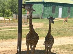 -鄂尔多斯野生动物园