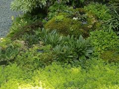 -深圳仙湖植物园