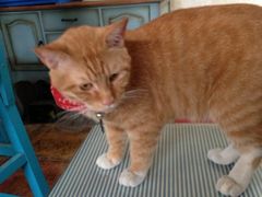 iphone_upload_pic-Sirena海妖日咖夜酒