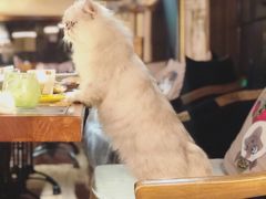 -more than meow吴止猫主题餐厅(承德 中船汇店)