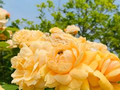 -呼吸森林·生态农庄农家乐私房菜