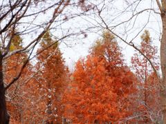 -黄海国家森林公园