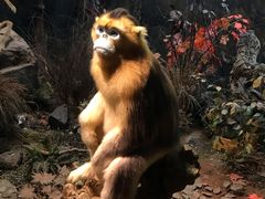 -陕西自然博物馆